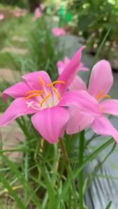 [Seeds]1kg củ giống hoa huệ mưa