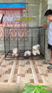 Square Tube Dog Cage Stainless Pet Dog Cage With Poop Tray Metal Cage With 4 Wheels