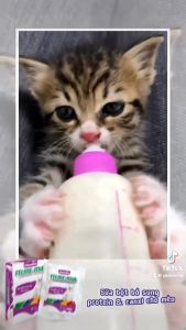 Sữa Bột cho Mèo Vemedim Feline Milk Giúp giúp Mèo Phát triển Khỏe mạnh - Gói 100g
