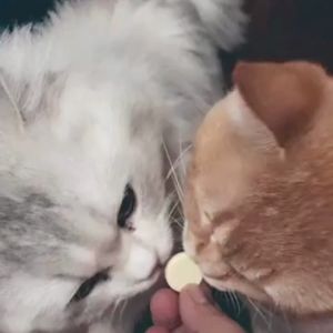 ขนมสุนัข นมแพะสําหรับสุนัขแมว 50 เม็ด โพรไบโอติกส์ผสมนมแพะอัดเม็ดปรับสมดุลลำไส้ แฮปปี้ เพ็ท แท็บเล็ต Happy-Pet tablet