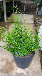 Cây Bùm Sụm - Tổng thể tầm 20-30 cm - Chịu nắng tốt cho sân vườn hàng rào!