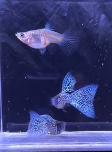 GUPPY METAL SNAKESKIN BLUE GRASS SUPERSHORTBODY TRIO