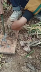 Dụng Cụ Cắt Rễ Hành Tỏi Siêu Tiện Lợi – Thiết Kế Gá Kệ Đa NănG