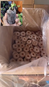 100 VIÊN NÉN XƠ DỪA - Ươm Hạt Trồng Rau Thủy Canh Ươm Cây Giống