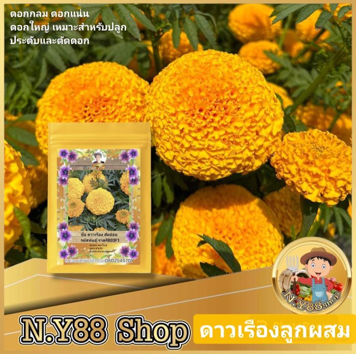 พรีเมี่ยม เมล็ดพันธุ์ดาวเรืองลูกผสม ส้มอ่อน สำหรับตัดดอก