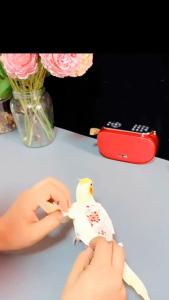 Quần áo kiêm tã vải cho chim vẹt link 2 (Hàng mới về) - Love Pets Shop