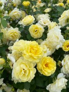 กุหลาบเหลืองเฉลิมพระเกียรติ กุหลาบพุ่มกลิ่นหอมดอกดกมาก