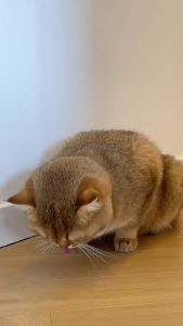 Freeze Dried Cat Grass Stick Hairball Control Cat Snacks Healthy Cat Food  Snacks Teeth Grinding and Cleaning