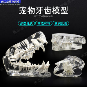 Veterinary Pet Teeth Models Transparent Dog And Cat Teeth Oral Dog Tooth Simulation Model for Teaching Demonstration And Commercial Use
