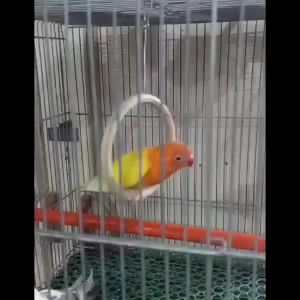 Magnifica Round Rattan Swing Toy for Bird
