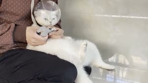 HATELI Cat Muzzle Anti-Bite & Breathable Protective Hood: A Comprehensive Guide