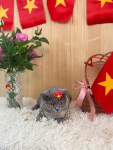 Pate dành cho mèo nhiều vị lon lớn siêu tiết kiệm bé siêu thích  TRUE TASTY TUNA lon 400gr