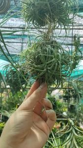 Tillandsia Ionantha Curly clump/ airplant/ 空气凤梨- 捲葉小精靈