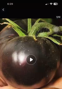 Biji Benih Tomato Hitam Besar (30 Seeds)/大紫黑番茄种子/Black Tomato Seeds