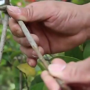 3cmx200m เทปพันกิ่งไม้ อุปกรณ์ทำสวน เทปพันตอนกิ่ง อุปกรณ์การเกษตร เทปพันกิ่งทาบ พลาสติกทาบกิ่ง เทปติดตาต้นไม้ 200m เทปพันกิ่งไม้ ผ้าเทปพันกิ่งฟิล์มยืด พันต้นไม้ เหนียวพิเศษ ฟิมล์ยืดใส ความยาว 200 เมตร กวาง5cm/3cm