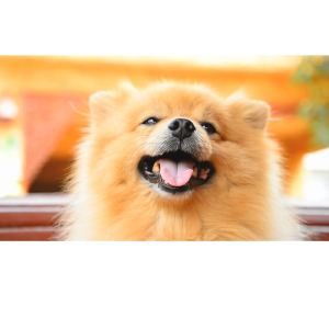 คีโร-เฟอร์ คีโรเฟอร์ แชมพูสุนัข แชมพูแมว 220 มล. บำรุงขน สูตรอ่อนโยน ลาโนลิน ป้องกันโรคผิวหนัง ป้องกันเชื้อรา ฝีหนอง เป็นตุ่ม แผลพุพอง ขี้เรือนแห้ง ขี้เรือนเปียก ป้องกันขนร่วง บำรุงขน ขนนุ่ม เงางาม ดูแลผิวหมาแมว ลดอาการคัน เกา