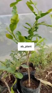 Bibit Jeruk Purut Bumbu Masak & Okulasi: Pemilihan & Perawatan