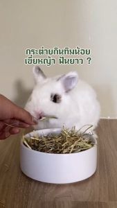 Burgess Excel Long Stem Feeding Hay 1kg