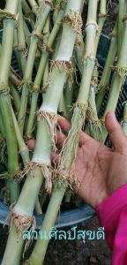 อ้อยไข่ อ้อยไข่ปลา ของแท้ 100 % (ท่อนพันธุ์)​  อ้อยกินดอก  ตัดสดท่อนละ 2-3 ข้อตา พืชทนแล้ง ของแท้ 100% ของมันต้องมี  รสชาติกินอร่อย