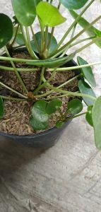 Tanaman Hias Chinese Money Plant Peperomioides Peperomia Pilea