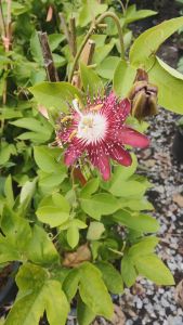 สร้อยฟ้าแดง กระถาง 11 นิ้ว ต้นสวย แข็งแรงและรากเต็มกระถาง (กทม)