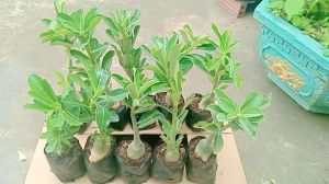 combo 10 cây sứ thái giống gửi nguyên chậu