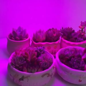 💗🙋♀️💗LED植物灯30W红蓝白三色夹子全光谱补光灯循环定时室内盆栽多肉