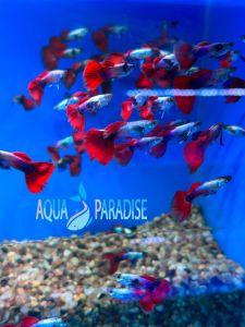 Guppy Big Ear Red Tail Dumbo 大耳孔雀鱼