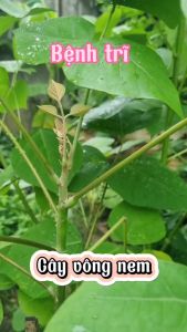 Hom cây Vông Nem làm giống ( cây Lá Vông làm giống)