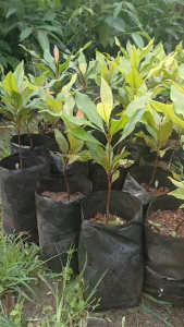 ต้นกานพลู สูง30-40ซม. แพ๊ค2ต้น250บาท พร้อมปลูก