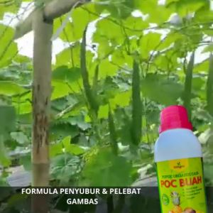 Pupuk Pelebat Buah Gambas / Pupuk Pelebat Buah Oyong / Pupuk Buat Oyong Emes / Pupuk Booster Oyong