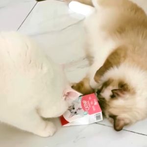 Bioline Catnip Powder 230ML/20G