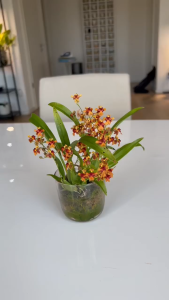 tolumnia mini oncidium orchids