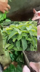 Madre de agua plant rooted and cuttings SEEDLINGS BUHAY NA AT MARAMING PWEDENG PAG GAMITAN LALO NA SA MGA ALAGA