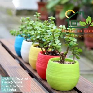 CTTMIN657 - chậu tròn thông minh 2 đáy trồng cây để bàn văn phòng không bị gỉ nước tiện di dời size 6.5x7cm