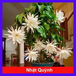 Cây Nhật Quỳnh  ( hoa thơm nở quanh năm)
