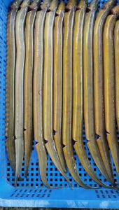 Lươn Làm Sạch Bao Ngon Ra khay 500gr (hỏa tốc 2h hcm)