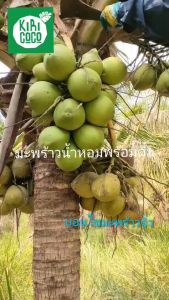 # มะพร้าวน้ำหอมพันธ์พวงร้อย 1 แพค มี 5 ลูก สวนไว้และปลอดภัย ตัดจากเป็นมาตรฐานด้วย
