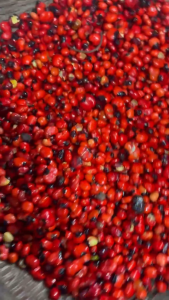 Hạt giống sâm Lai Châu mùa mới 2025 ( Hạt đỏ tươi đã già )