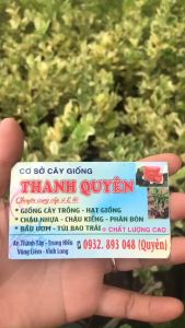 Chanh cẩm thạch không hạt.Cây chiết nhánh.Cây cao 50cm đến 80cm