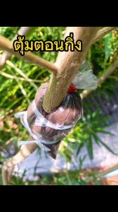 ตุ้มขุยมะพร้าวตอนกิ่ง แบบละเอียด จํานวน 10 ตุ้ม / แพ็ค