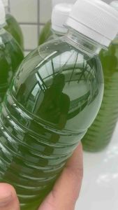 1 bottle 500ml  Green Water starter air hijau chlorella