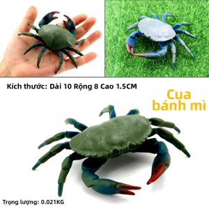 Mô Hình Cua Thực Tế Để Trưng Bày