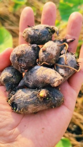 ลูกพันธุ์เผือกหอม(สำหรบเพาะปลูก) น้ำหนัก 1 Kg. จากสวนเกษตรออแกนิค บ้านหมอ สระบุรี ลูกเผือกเพาะทำกล้าพันธุ์เผือกหอม 30-50หัว/Kg.