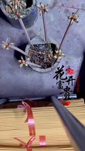 Dupa Hio 48cm: Isi 18 Dupas Wangi Bunga & Pelita Fortune