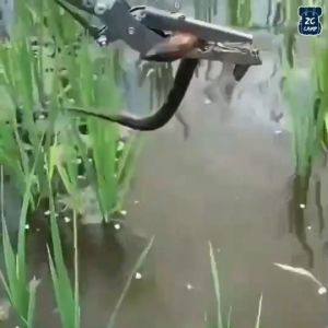 ZC CAMP ไม้จับงู ที่คีบ งู ที่จับงู คีมตกปลา จับงู ไม้จับงูแสตนเลส อุปกรณ์จับงู แข็งแรง ทนทาน มี 2 ขนาด snake catcher