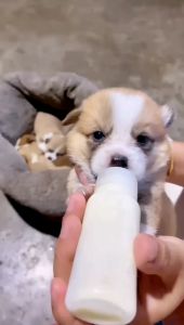 ขวดนมสำหรับป้อนลูกแมว 60ml และสุนัข ขวดนมสำหรับสัตว์ ใช้ป้อนลูกสุนัขแรกเกิดและ ลูกแมว