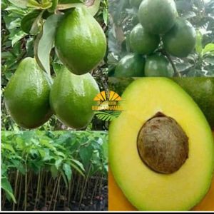 bibit alpukat green Taiwan siap berbuah