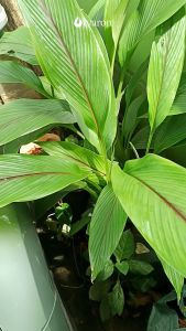 PENGKILAP DAUN TANAMAN HIAS GREEN SHINE 250ML PEMBERSIH DAUN / LEAFSHINE PELINDUNG TANAMAN - IVARON