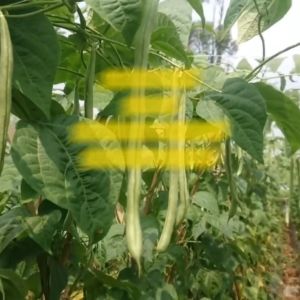 Benih Buncis LOGAWA Isi 225 Butir Cap Panah Merah